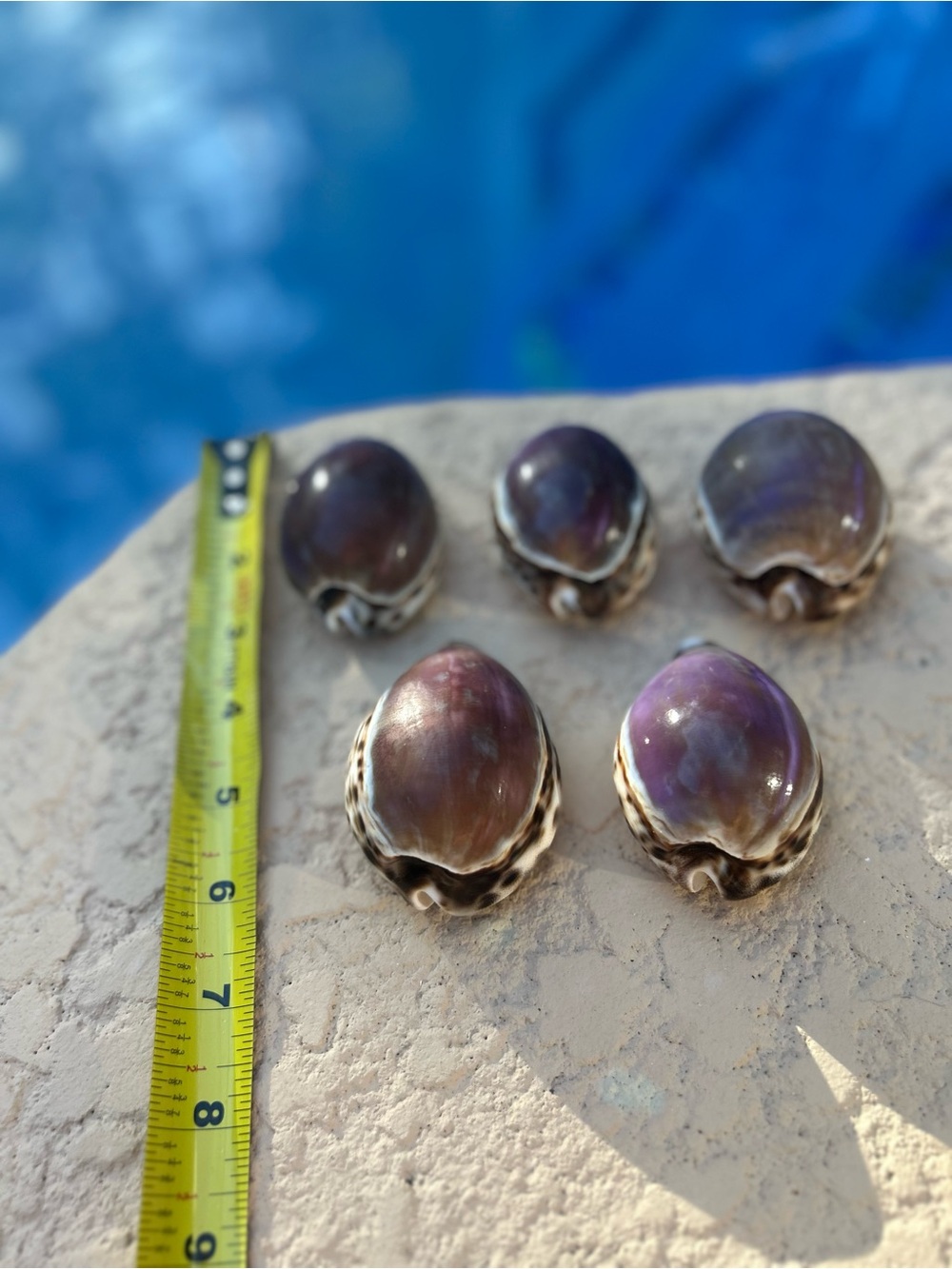 Purple top Cowrie Shells 🐚